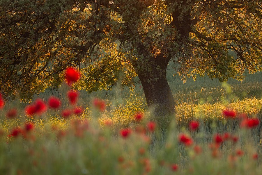 Ich bin zu Hause zwischen Tag und Traum.

Und eine Linde ist mein Lieblingsbaum;
und alle Sommer, welche in ihr schweigen,
rühren sich wieder in den tausend Zweigen
und wachen wieder zwischen Tag und Traum.

Rainer Maria Rilke
aus: Frühe Gedichte