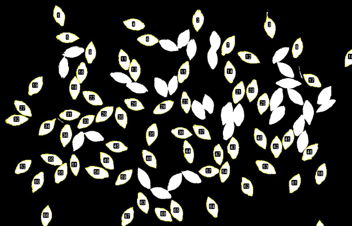 cropsandbops's tweet photo. trialing methods for seed morphometric analysis, trying to save lots of time/not go blind measuring thousands of fonio seeds #sscpdtp @Kew_MSBUK  @HerbierGuinee 🧐 https://t.co/DF6JNYUtvA