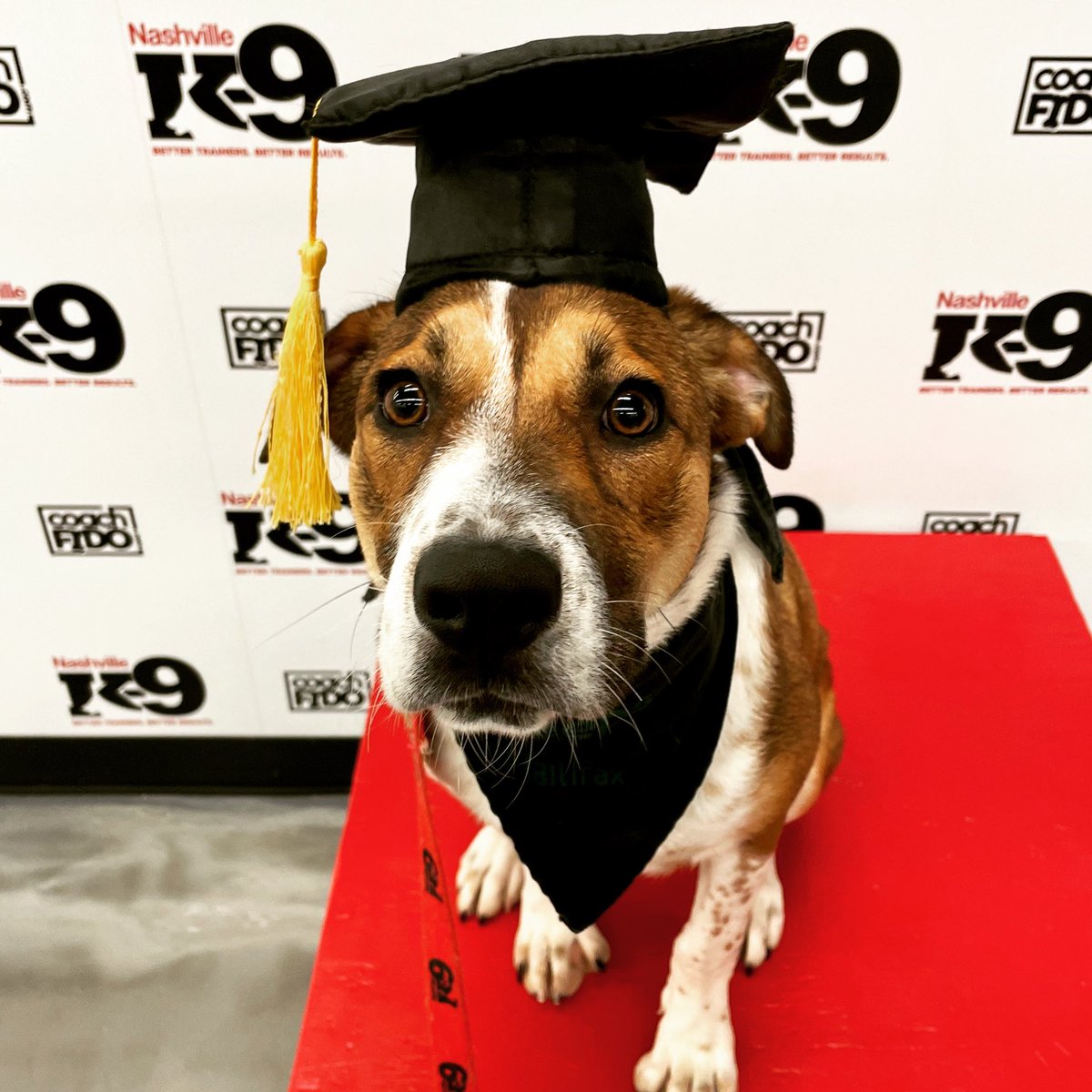 Congratulations, Alice! You graduated!! 

#boxermix #mixedbreed #dogtraining #nashville #nashvilledogtraining  #obedience #nashvilledogtrainer #positivereinforcement #clickertraining #agility #behavior #bettertrainers #betterresults #NashvilleK9
