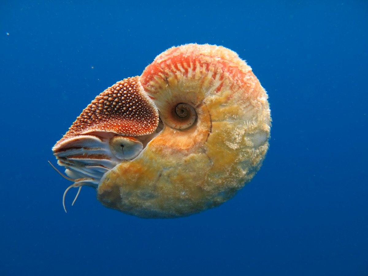 Happy #cephalopodweek! Let's poddy. sciencefriday.com/cephalopod via @SciFri
Octopus, squid, and cuttlefish are awesome, but let's not forget about the oldest living one, the #nautilus! Or the #fuzzynautilus #savethenautilus