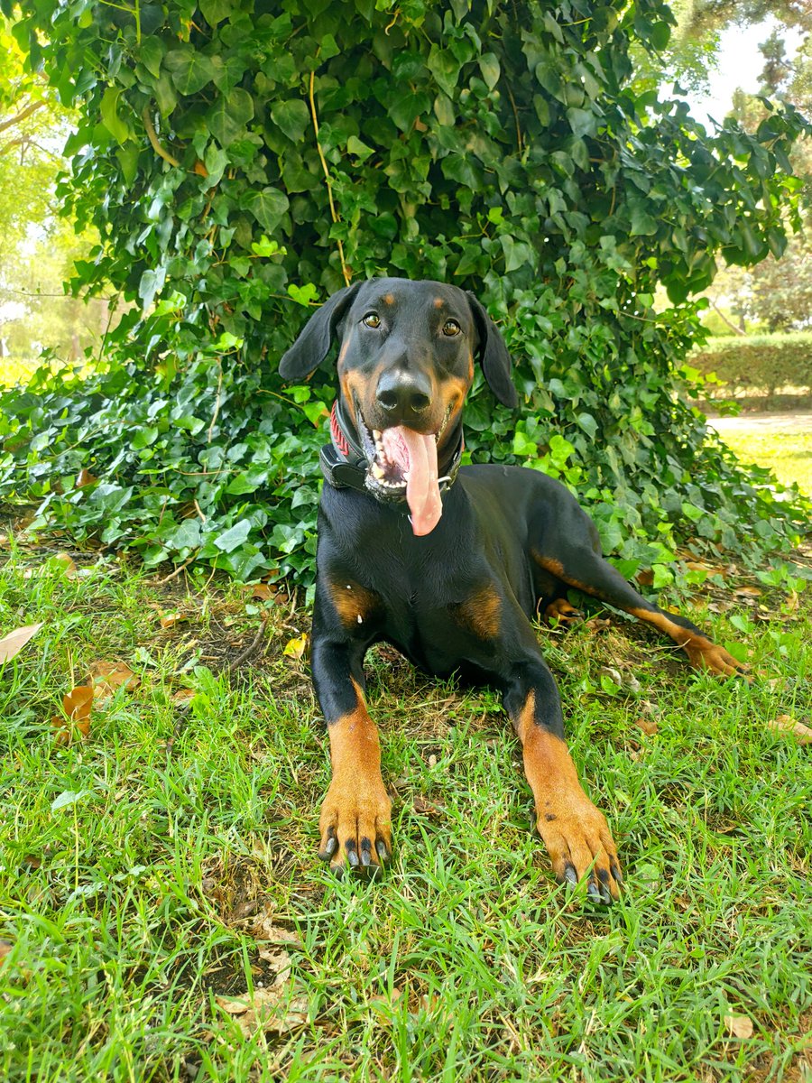 YunFahd's tweet photo. #Summer #Damom #Dobermann #DogLover https://t.co/FewgyEjYA1