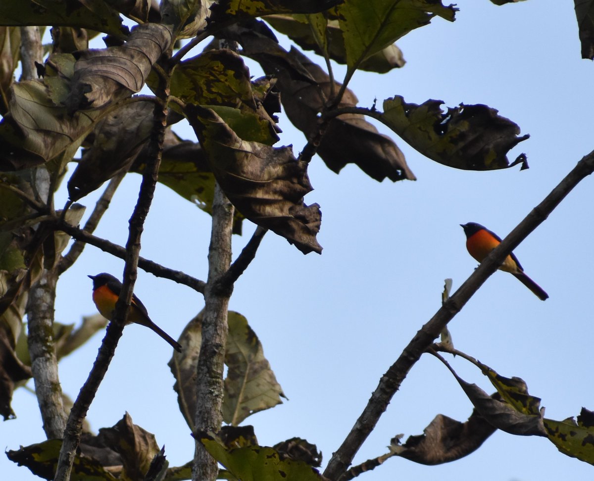 #Orange colour entry for the #VIBGYORinNature theme. The small minivet (Pericrocotus cinnamomeus)
@IndiAves @NatureIn_Focus #wildlifephotography #ThePhotoHour #TwitterNatureCommunity #birdwatching #birdsofindia #ThePhotoMode #NaturePhotograph