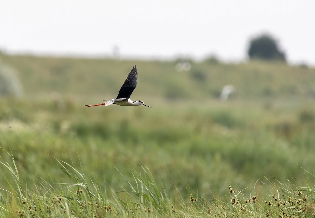 robynwatch's tweet photo. Finally had my chance to see these long legged beauties! Black winged stilts @RSPBFrampton ❤️ https://t.co/LBItF8F3Af