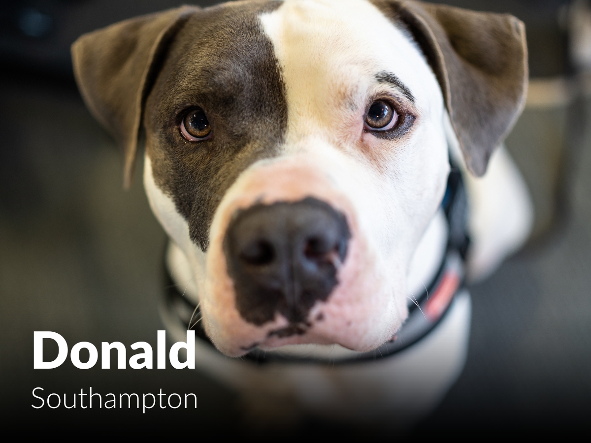 bluefrontier's tweet photo. Today is Bring Your Dog to Work Day! 🐶  

We wanted to take this opportunity to introduce you to the Dogs of Blue Frontier.
Swipe to meet a few of our canine colleagues... ➡️ 

#bringyourdogtoworkday #officedogs #officelife #digitalpartner #digitalagency https://t.co/w0Hj4Z6Gdu