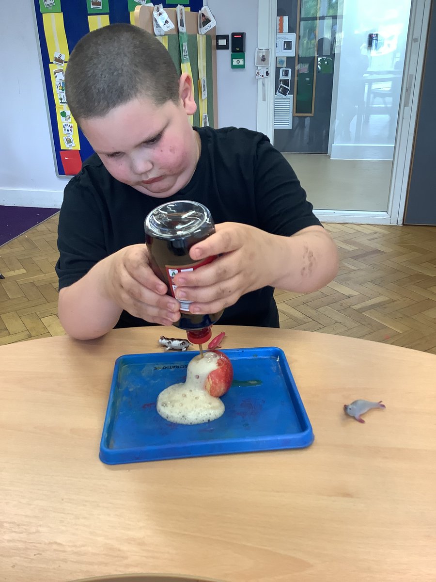 YsgolBrynDerw17's tweet photo. Class Oren have been experimenting with an apple volcano this week! Fantastic investigating, observing and vocalising. #SENScience https://t.co/UwAfKd3rCH