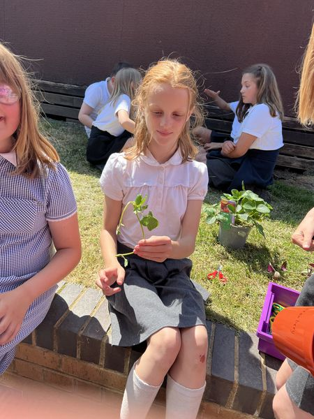 BOSCEPrimary's tweet image. Class 5 learnt how to propagate asexual plants. Using geraniums , spider plants, strawberry plants  and mint, we were able to take cuttings to create our own new plantlets. We will observe them over the coming weeks.