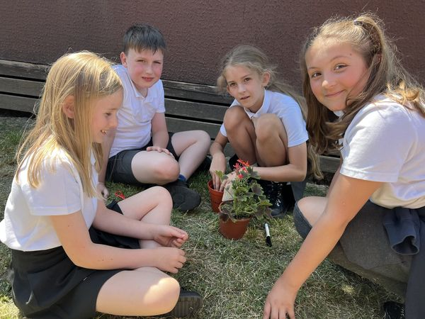 BOSCEPrimary's tweet image. Class 5 learnt how to propagate asexual plants. Using geraniums , spider plants, strawberry plants  and mint, we were able to take cuttings to create our own new plantlets. We will observe them over the coming weeks.