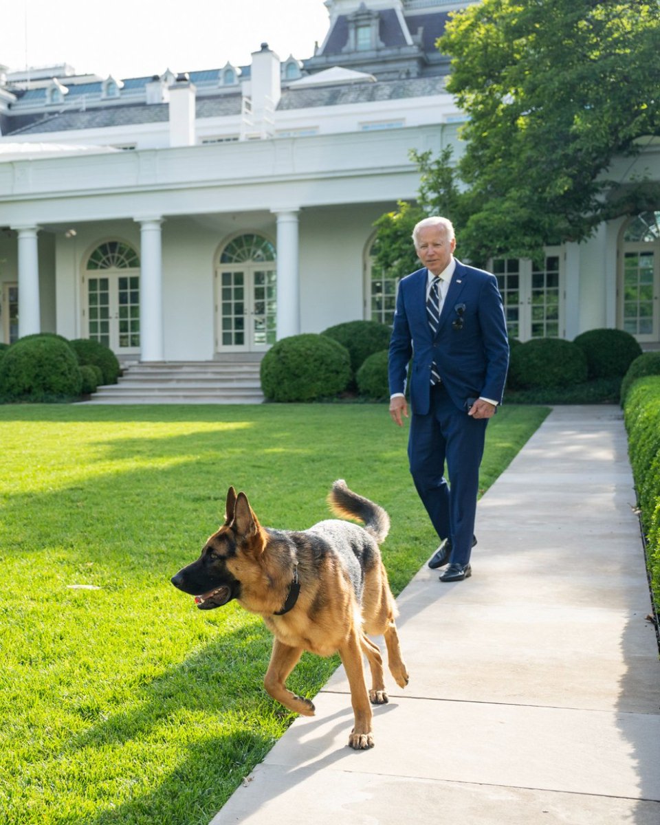 Commander Biden, reporting for duty 🐕‍ #TakeYourDogToWorkDay