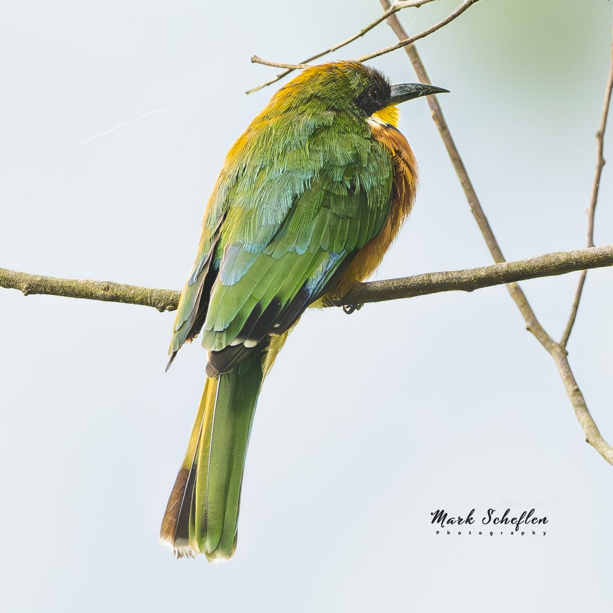 Cinnamon-chested bee-eater,  Kisoro, SW Uganda, #birdsofafrica #birdsphotography #BritishNatureGuide #birdwatching #birdsinafrica #NaturePhotography #birdsinnature #birdsinuganda #TwitterNatureCommunity #wildlifephotography #birdsofinstagram #BirdsSeenIn2023