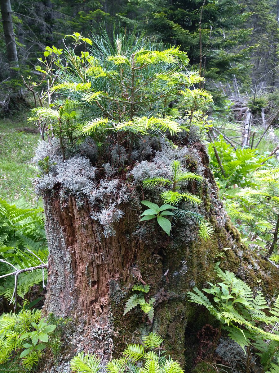 森の天然盆栽
初夏を迎え緑増す古株は
まるで森の縮図
ガイド素材としてとても優秀である

#北海道 
#オンネトー