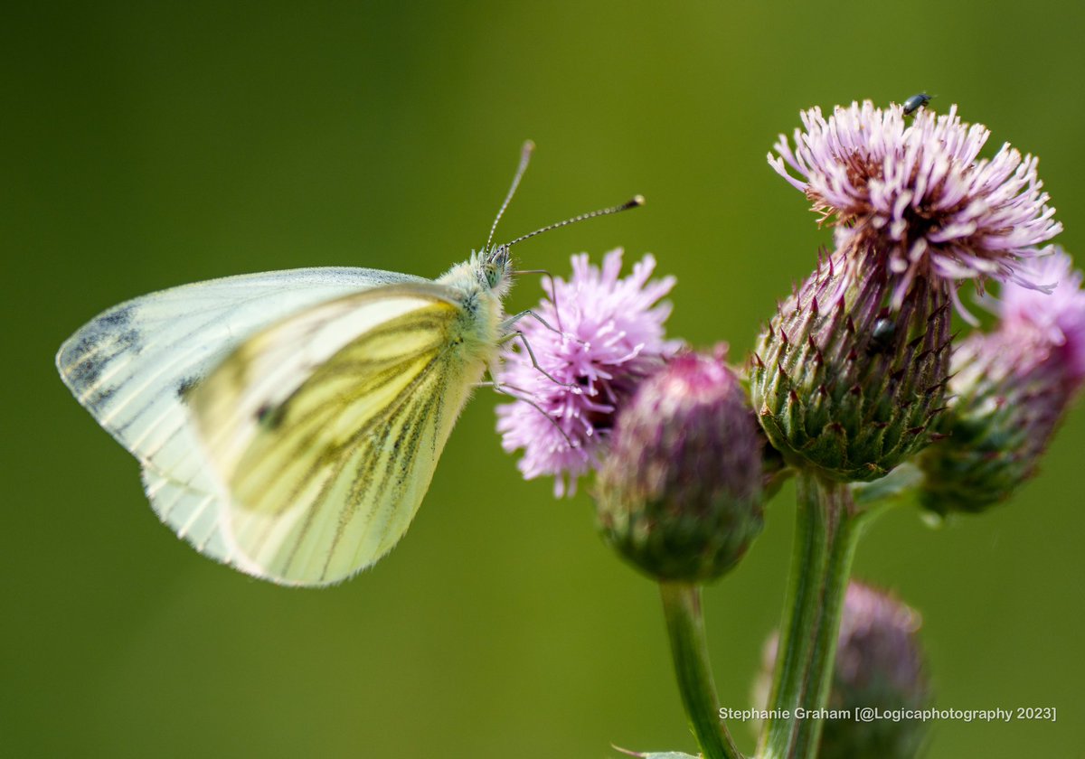 Green-veined white butterfly on field thistle #naturelovers #NaturePhotography #wildlifephotography #SonyAlpha #sonyA7RV
