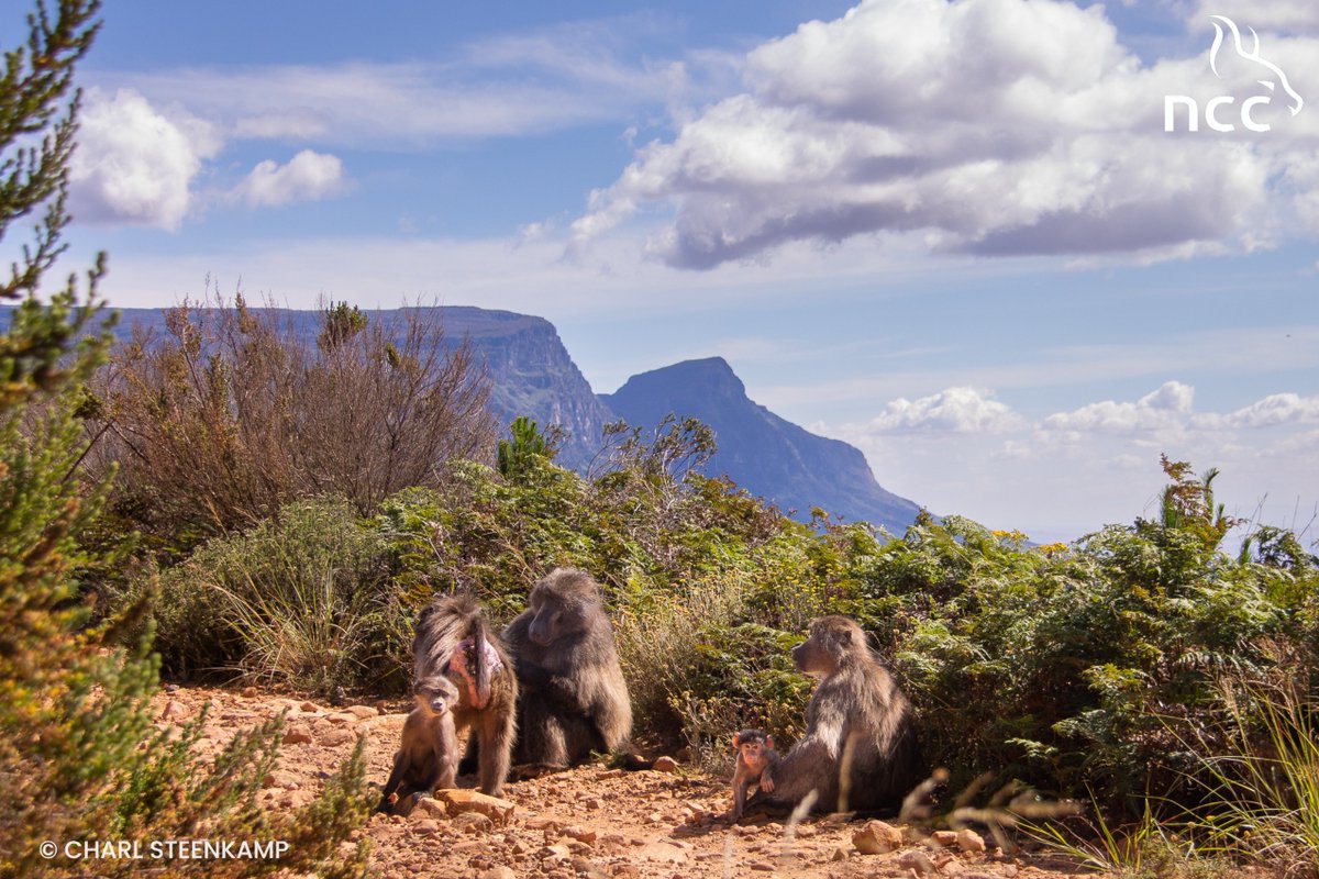 NCC Environmental Services (@nccenviron) on Twitter photo NCC is happy to announce that current Urban Baboon Programme contract (that was due to expire at the end of this month) has been extended for another 18 months.
Contact <a href="/CityofCT/">City of Cape Town</a> for more details NCC is happy to announce that current Urban Baboon Programme contract (that was due to expire at the end of this month) has been extended for another 18 months.
Contact <a href="/CityofCT/">City of Cape Town</a> for more details