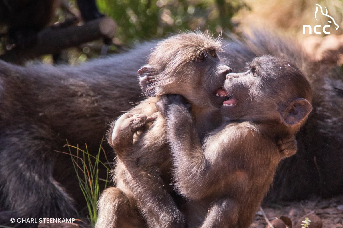 NCC Environmental Services tweet media