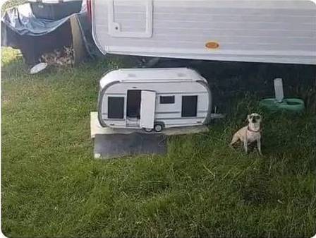 jimrosecircus1's tweet photo. He's camping too. https://t.co/BdyKEJoyO4