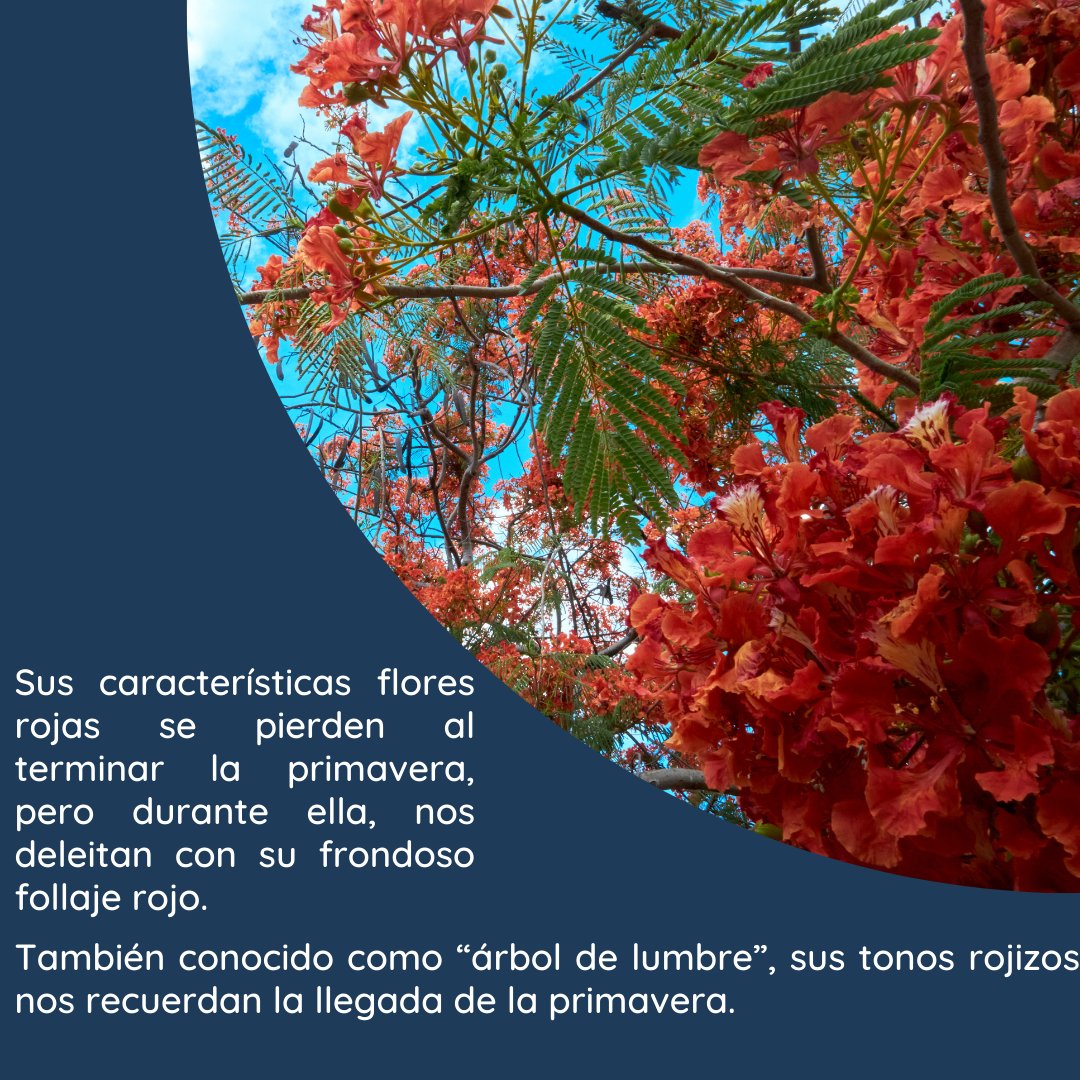 PadesAc's tweet photo. ¿Has notado que la ciudad se llenó de color rojizo? https://t.co/JaJ65JMIzU