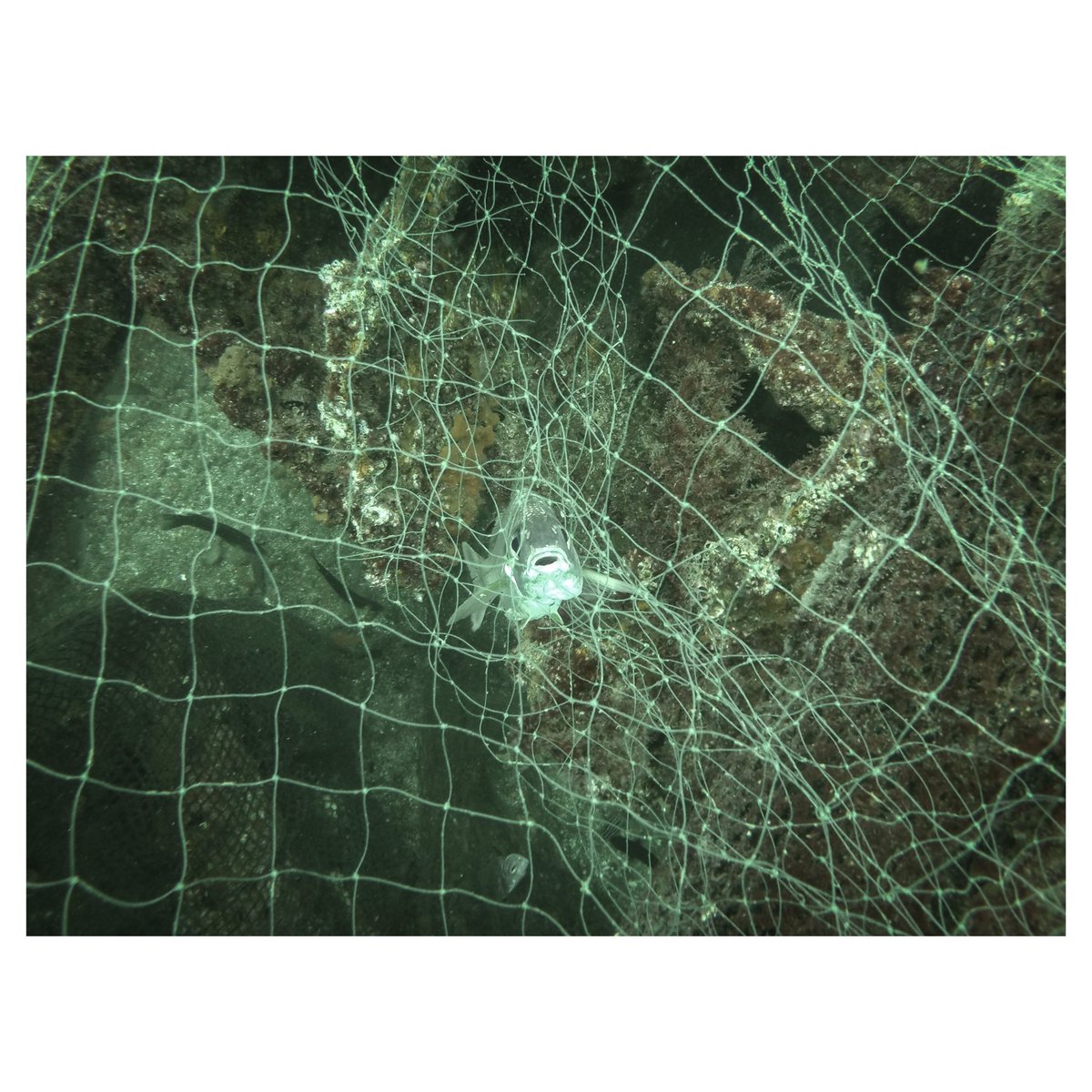 Annika Hammerschlag tweet media