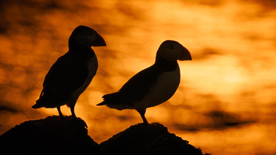 Sunset Soulmates
#birdlife #puffin #puffins #puffinsofinstagram #sunset #skomer #eye_spy_birds #birdfreaks #photooftheday #bbcwildlifePOTD #birdphotography #wildlifephotography #birds #birdsofinstagram #naturephotography #nature #wildlife #bbcspringwatch #bbcwildlifemagazine