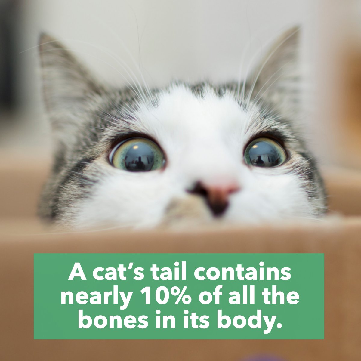 Did you know? 

A cat's tail 🐈 contains nearly 10% of all the bones in its body. 

Do you have a cat? Let us know in the comments! 👇

#cat    #cats    #pet    #pets    #petfacts    #funfact    #petowner