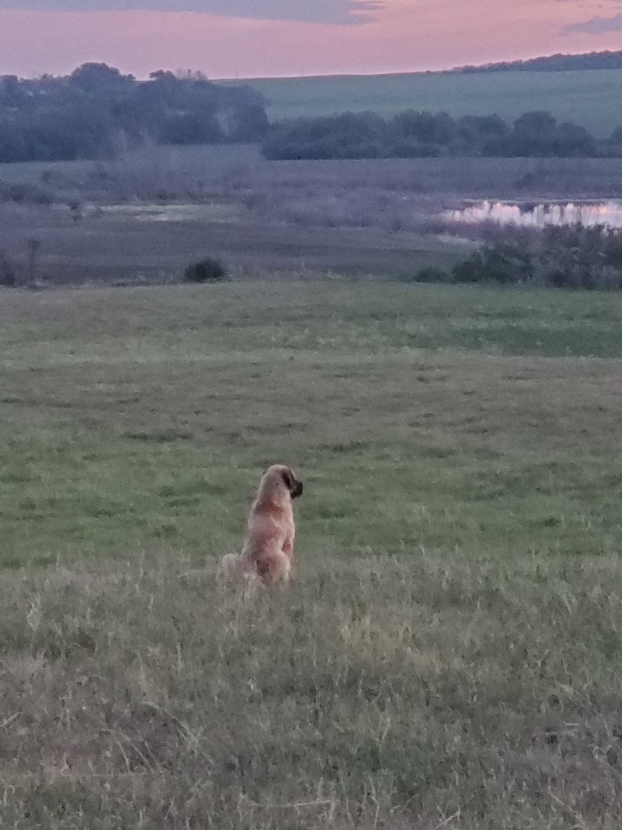 @JacquelynGill I moved some cows onto fresh grass as part of our holistic grazing plan, and caught a great pic of one of our guardian dogs, Flossy, enjoying the view of the valley. #holisticmanagement