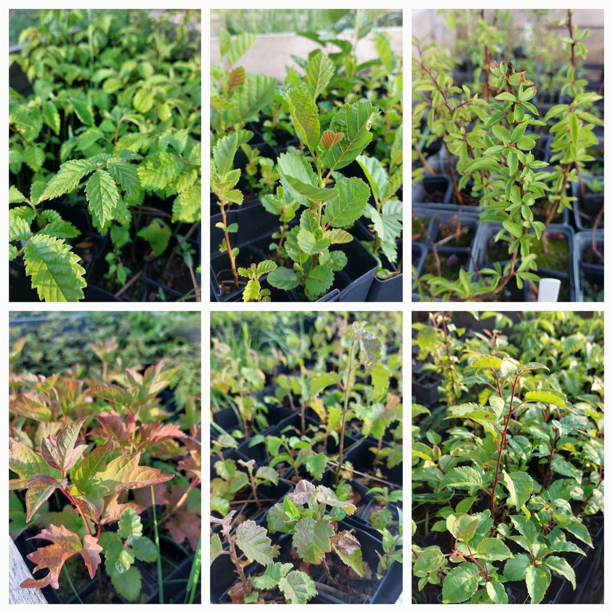 RibbleTrust's tweet image. The trees in our #CommunityTreeNurseries are thriving thanks to the dedication of volunteers who have been watering them every day during the hot weather💦

These beauties are growing in Marsden Park, Nelson. If you would like to help out you can find details in the comments👇
