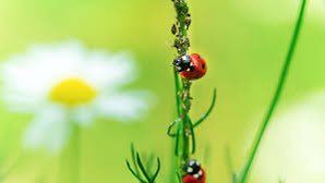 insectologist_'s tweet photo. Exploring the potential of beneficial insects as biological control agents in agricultural systems. The power of nature to provide sustainable pest management solutions is incredible! #InsectAllies #EntoResearch https://t.co/nXBu6BGn2p