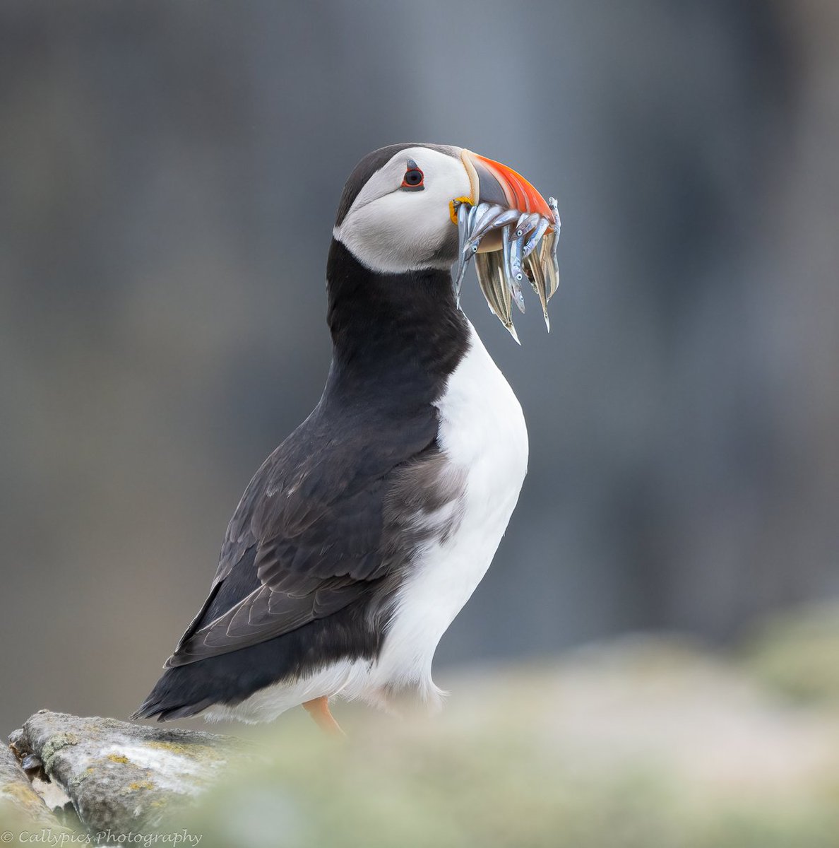 Lots of beaks full of sand eels on the Isle of May 
@SteelySeabirder @nature_scot @IofMayBirdObs @VisitFife @VisitScotland @BBCSpringwatch @BBCCountryfile @RSPBScotland @Natures_Voice