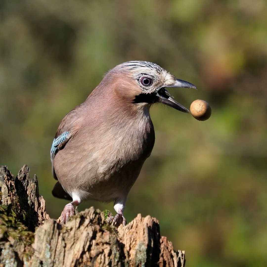 zoopirineu's tweet photo. Ja sabem que el gaig fa un rebost d'aglans. Però els reparteix en llocs diferents. Què passa amb els aglans que no consumeix durant l'hivern? 🌰🌳

A. Es podreixen
B. Se les pot menjar un esquirol o un senglar si els troba
C. Neixen petites alzines i roures
D. Totes són certes https://t.co/LEBxXiMw5W