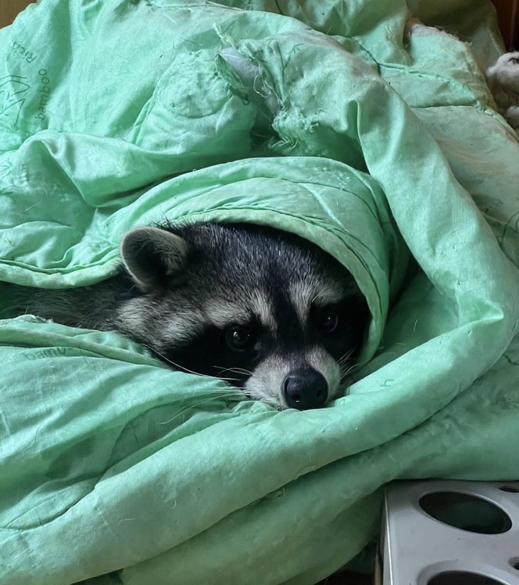 raccoonhourly's tweet photo. https://t.co/jbsA8F0E9H