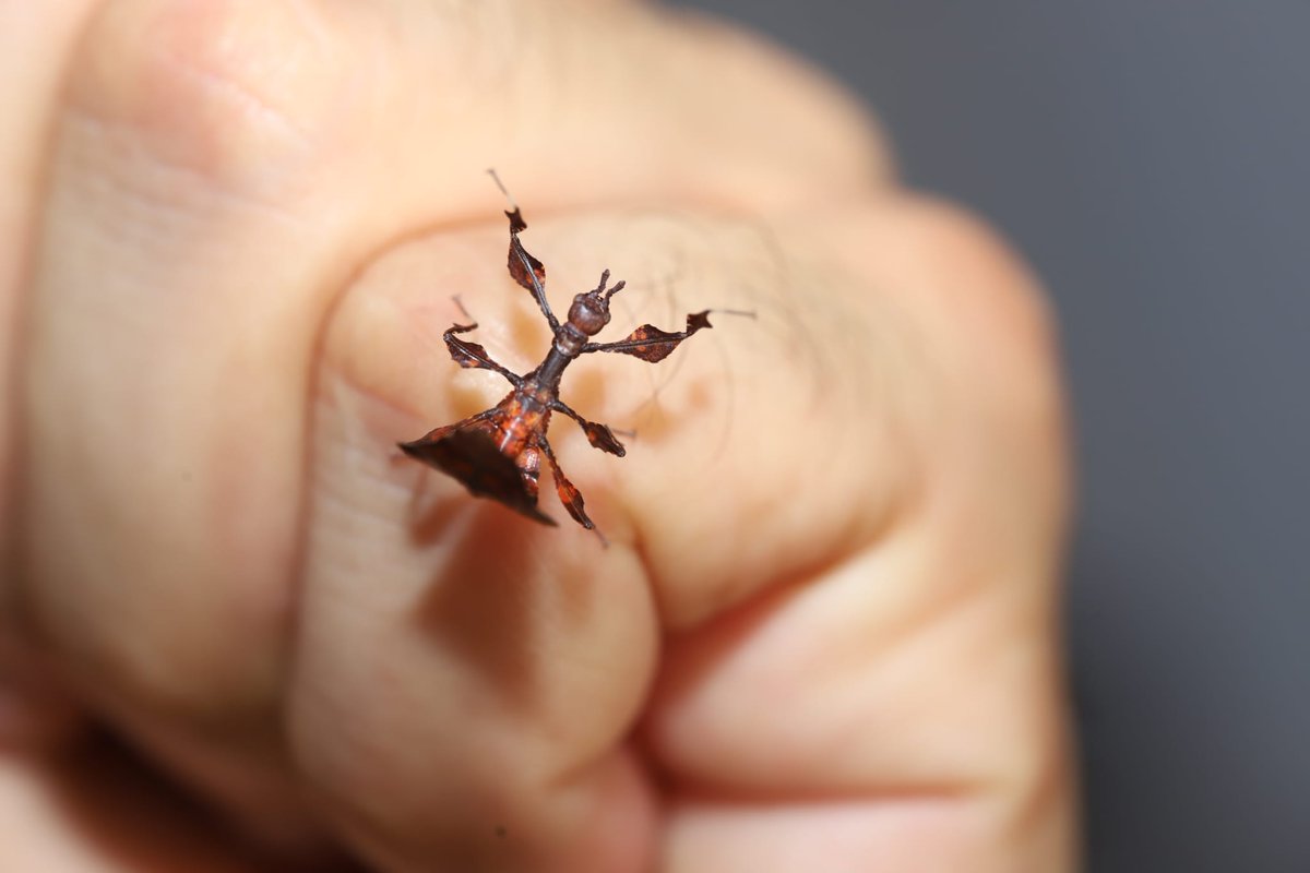 Invertebrate Diversity and Phylogenetics Group (@ento_phylog_div) on Twitter photo Newly hatched nymph of Phyllium giganteum #InsectWeek #LeafInsect #insects Newly hatched nymph of Phyllium giganteum #InsectWeek #LeafInsect #insects