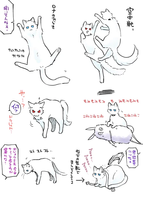 ねこがき=^・ω・^=