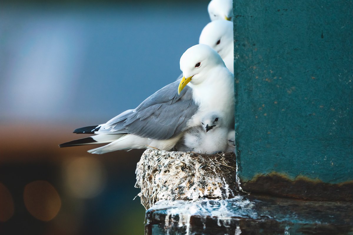 TYNE KITTIWAKE WEEK 2023
📅 27 June - 4 July

A celebration of the worlds most inland breeding colony of Black-legged Kittiwakes, right here on the #NewcastleGateshead Quayside.

👉 Find out more and view what's on at wildintrigue.co.uk/mini-expeds/ty…

🧵 THREAD 1/9 #TyneKittiwakes
