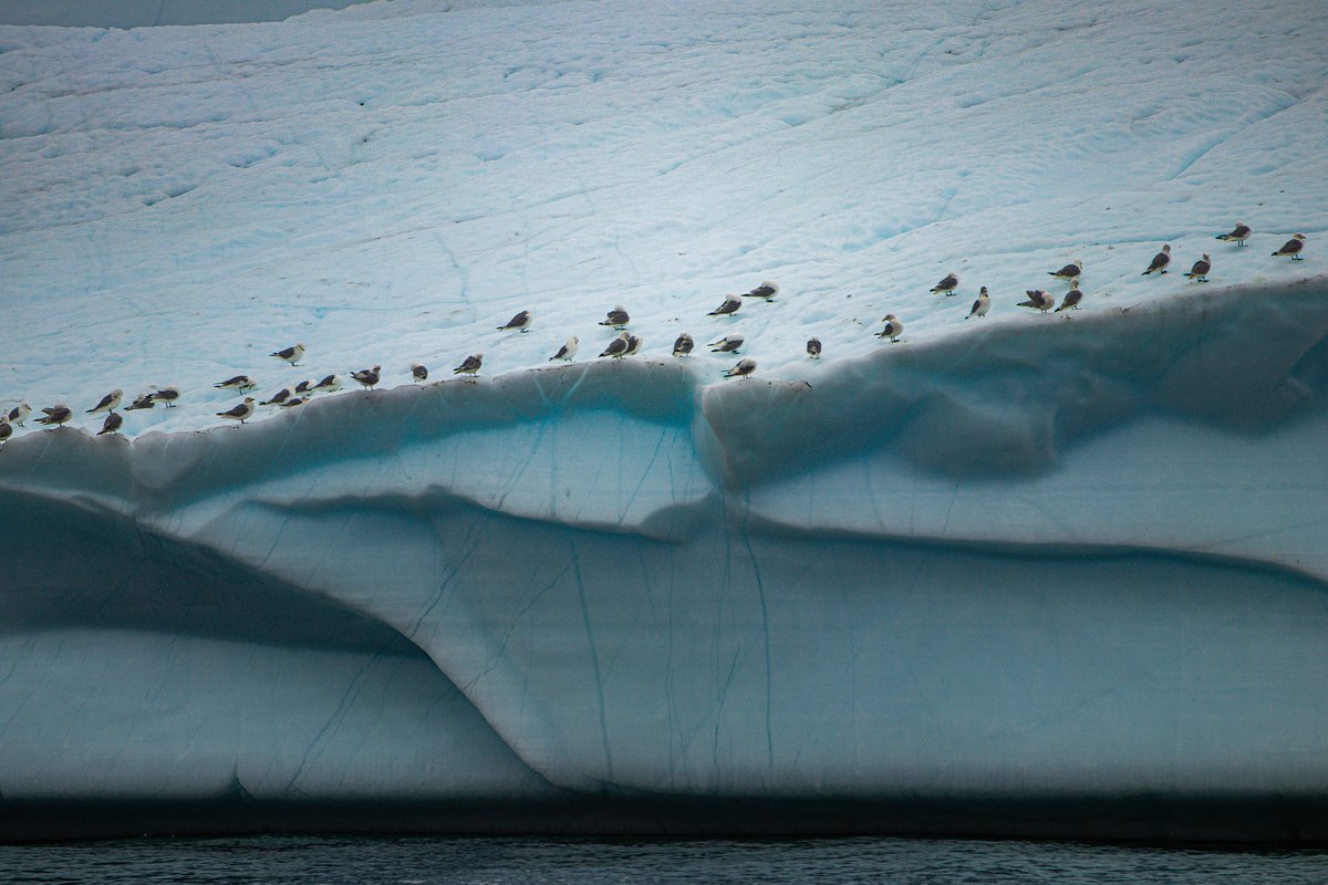 Good Morning!  Here's some Kittiwakes on ice for you!