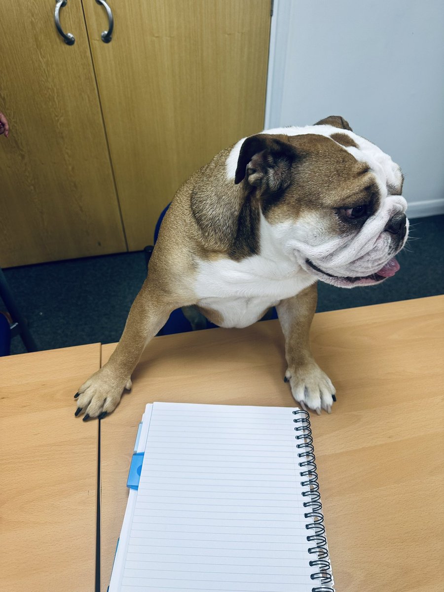 Nala decides to chair the SMT meeting today on #bringyourdogtoworkday #bossdog