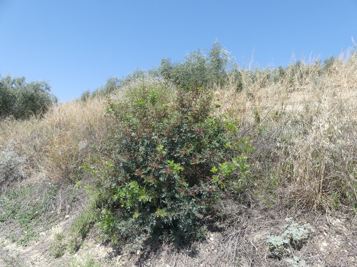 LIFE Olivares Vivos+ tweet media