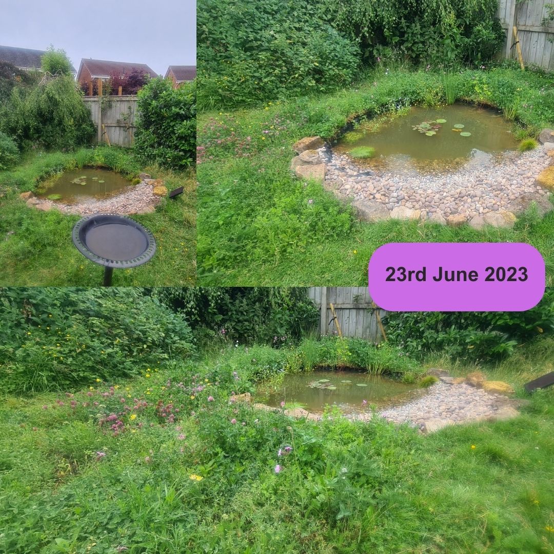 Lots of changes over the 3 weeks since our new pond. Used a lot by birds & wildlife during the dry spell. The wildflower turf & plants are thriving! @Natures_Voice @_BTO @teesbirds1 @wildlife_gs @durhamwildlife @BirdLife_News @birdnomoj @BirdGuides @DurhamBirdClub