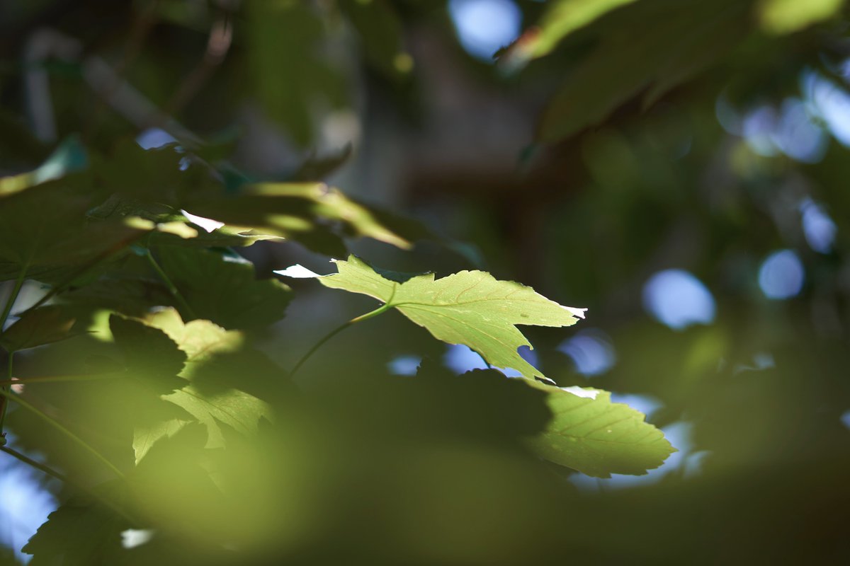 zimbelkraut's tweet photo. Viel Gegrummel hier, aber wieder kein Regen - noch sieht man es diesem Baum nicht an.
#Baumgruen
#Baumfrische https://t.co/urRCwSETlk