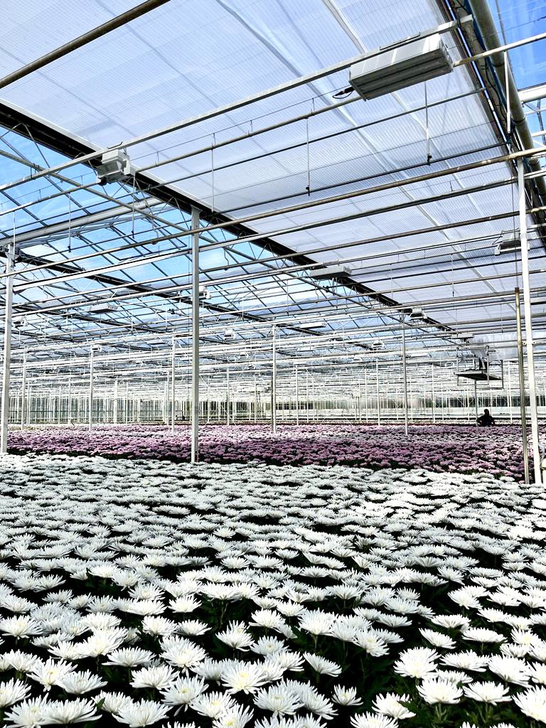 huismanscherm's tweet photo. Bij Dukker Chrysanten hebben we over ruim 3 ha een nieuwe trekduwinstallatie geïnstalleerd met daarop een #energiedoek dat ook de felste zon tegenhoudt🤩 Zo zijn de prachtige bloemen beschermd tegen verbranding én verkleuring en blijft de temperatuur in de kas stabieler, win win! https://t.co/bfpjyh4cB3