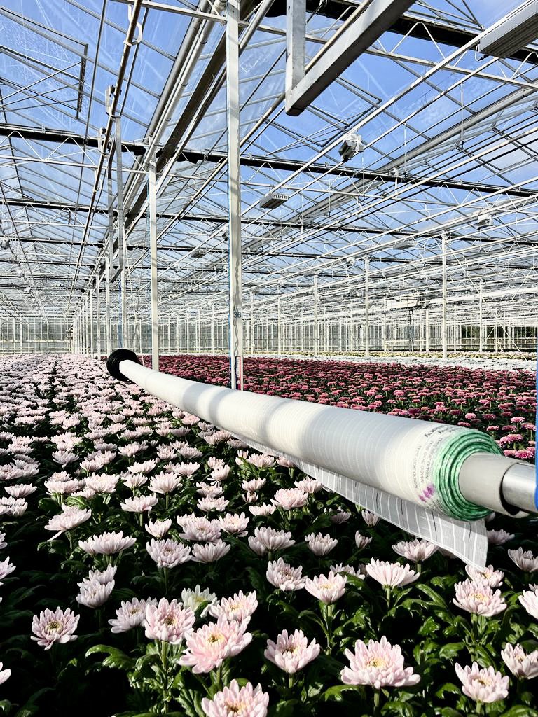 Bij Dukker Chrysanten hebben we over ruim 3 ha een nieuwe trekduwinstallatie geïnstalleerd met daarop een #energiedoek dat ook de felste zon tegenhoudt🤩 Zo zijn de prachtige bloemen beschermd tegen verbranding én verkleuring en blijft de temperatuur in de kas stabieler, win win!
