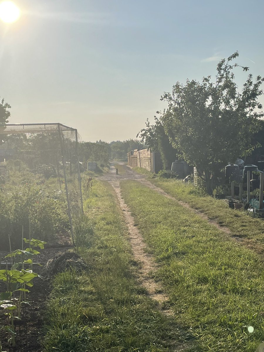 EllenMaryGarden's tweet photo. 5.30am allotment. Watching the foxes before they hide &amp; other wildlife waking up. I read how abundant, successful people get up really early &amp; make their millions. I wouldn’t switch these moments outside in nature for anything. 
This is true abundance 💚

#nature #gardening https://t.co/WhEBwSLetZ