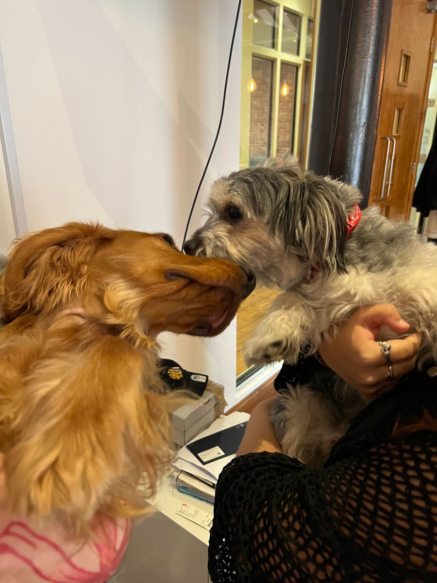 Happy International Bring Your Dog to Work Day to all the hard-working doggos out there 🐶 🎉

#internationalbringyourdogtoworkday #officedogs #workingdogs #dogsoflinkedin