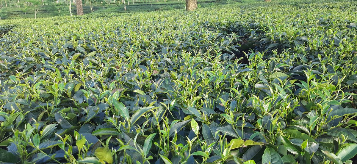 rishi-of-assam-on-twitter-rt-drpradipbaruah2-it-is-always-a-great