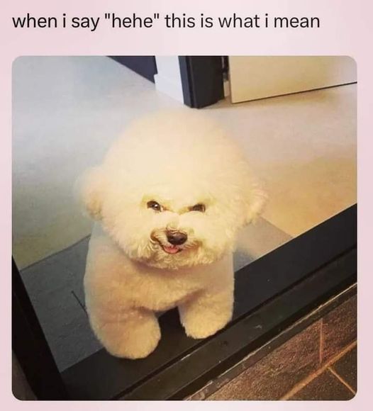 HeatherWeidner1's tweet image. Yep, this is true. #hehe #dogs #thatface