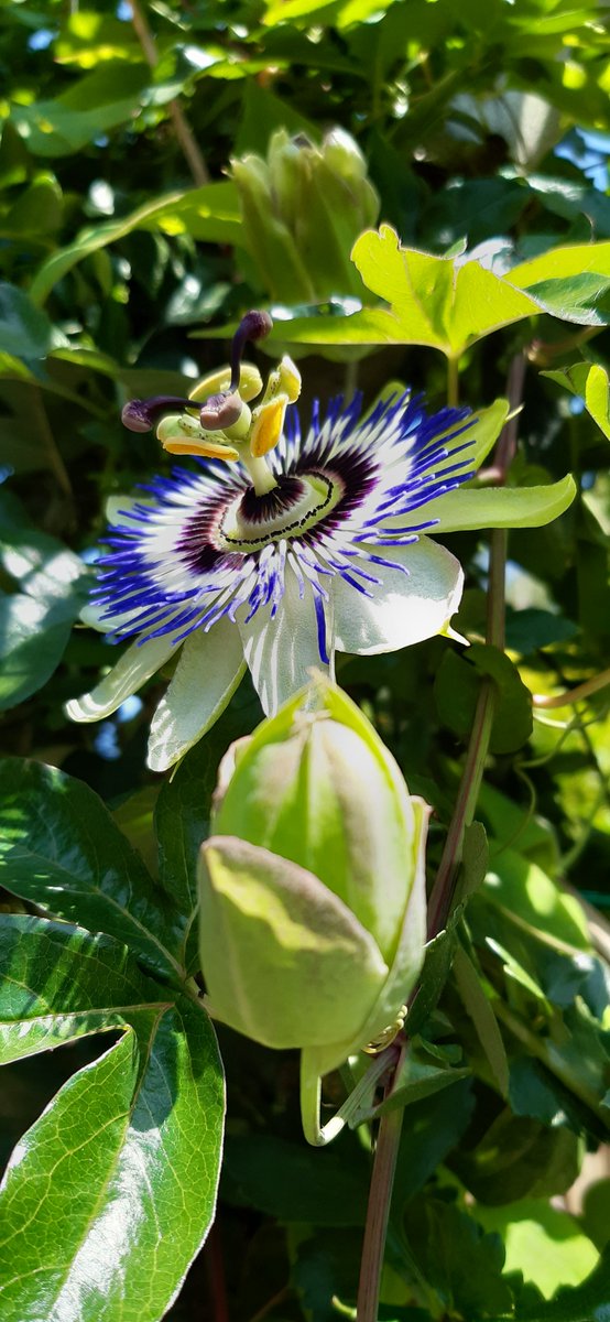 "Do it with passion or not at all" 🌞

Thanks for your fab support this week everyone - I hope you are all able to enjoy the weekend - take care X

(passion flowers in my garden) 💮#MHHSBD