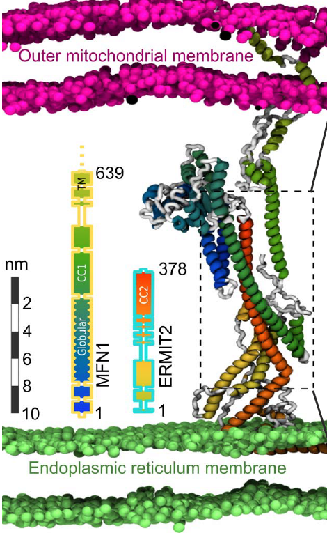 In the liver, Ermit2 facilitates ER-mitochondria phospholipid transfer, reduces ER stress caused by Mfn2 ablation and in models of NASH. Molecularly, Ermit2 CC2 domain is required to interact with CC1 and CC2 of mitochondrial Mfn1&amp;2, in a complex apt to stabilize ER-mito 4/