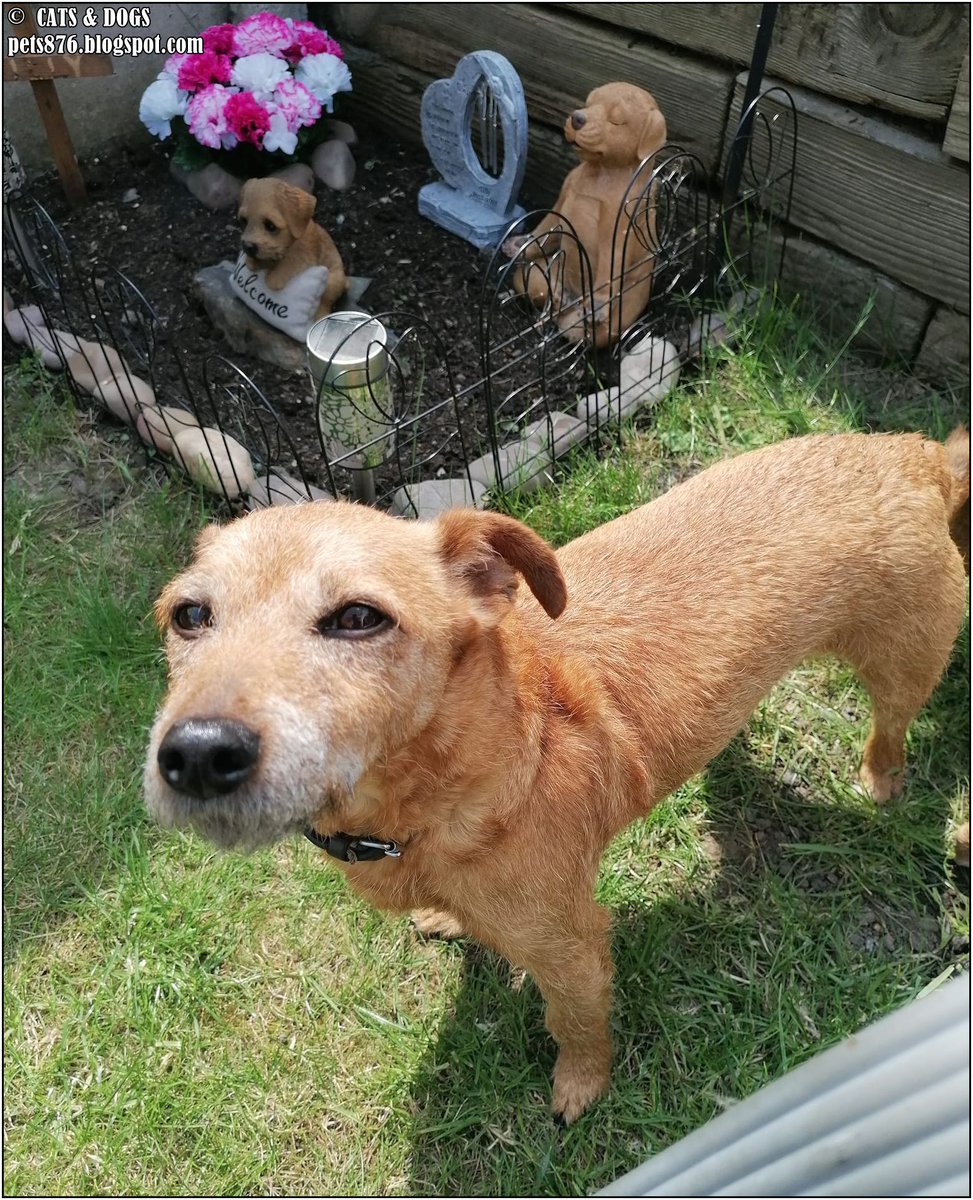 Mr Dodge Lakeland Terrier
Thanx Sharon B.
#lakelandterrier #dog #dogs #love #home #life #puppy #doglover #animals #pets