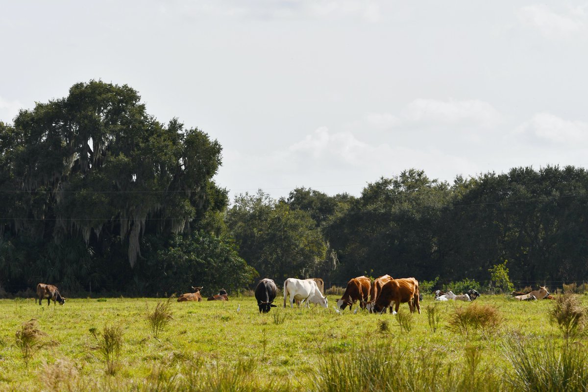 COFRESH_H2020's tweet photo. Today's #PracticeAbstractFriday is coming from Slovakia and explains how establishing agroforestry systems on arable land can mitigate impacts of climate change. 👍
Learn more, here: https://t.co/X8cJeCKvlT
#H2020Foodsis #EIPagri https://t.co/DiyTGTuwTT