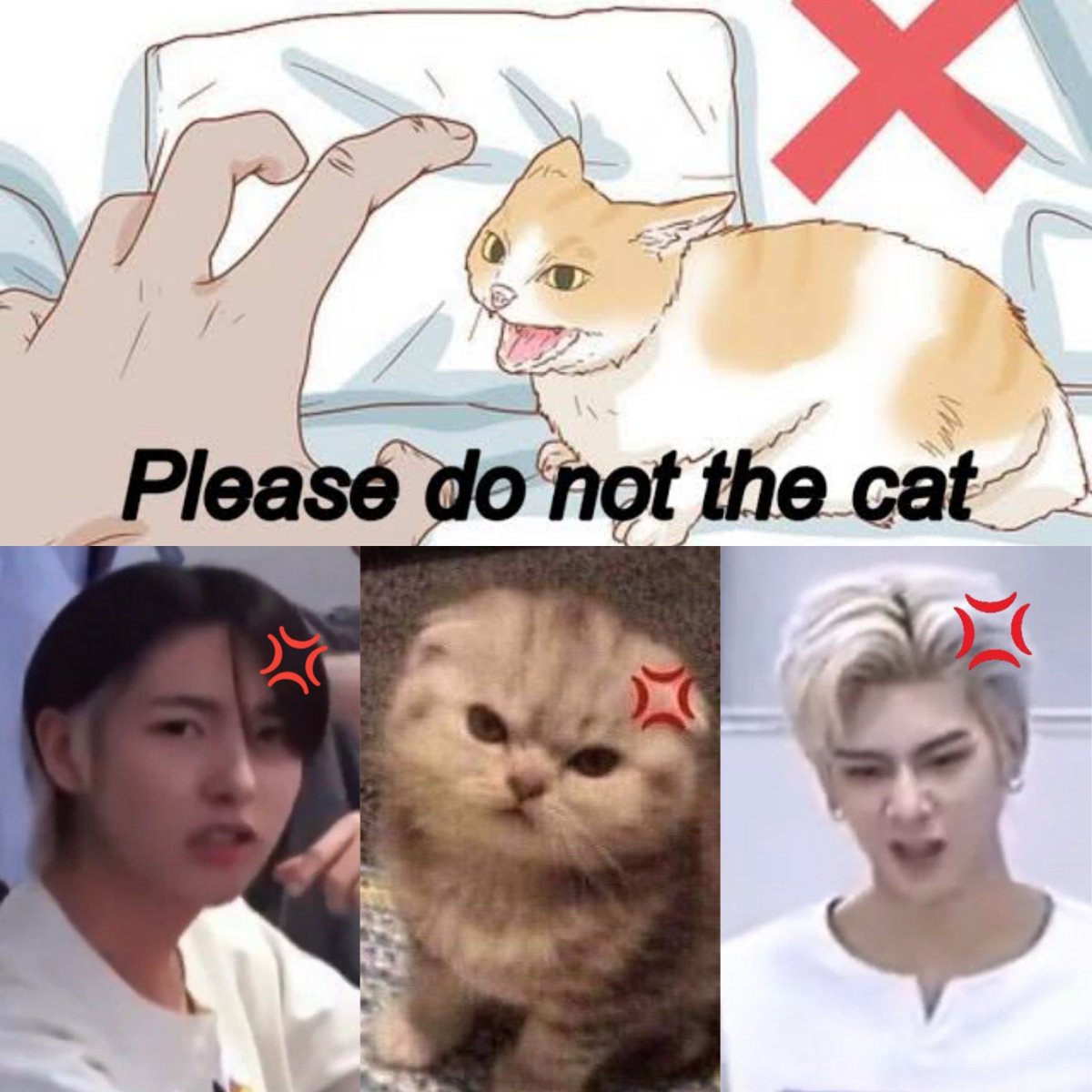 hrjsqr's tweet photo. please do not the cats https://t.co/w7qbUCecSA
