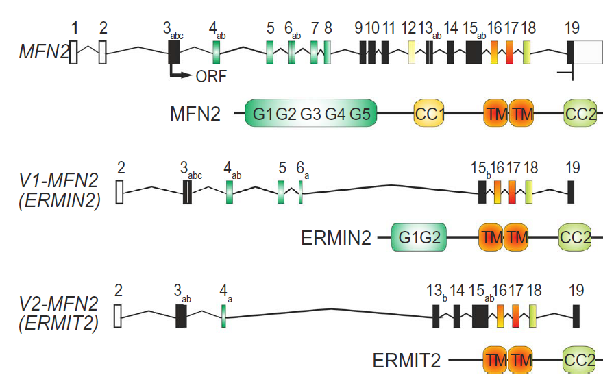 Mfn2 tethers ER to mitochondria, but what's its partner on the ER? How does it tether heterotypic organelles without fusing them? Deborah discovered that Mfn2 is alternatively spliced in two variants Ermin2 and Ermit2 that lack the GTPase domain and go only to the ER. 2/
