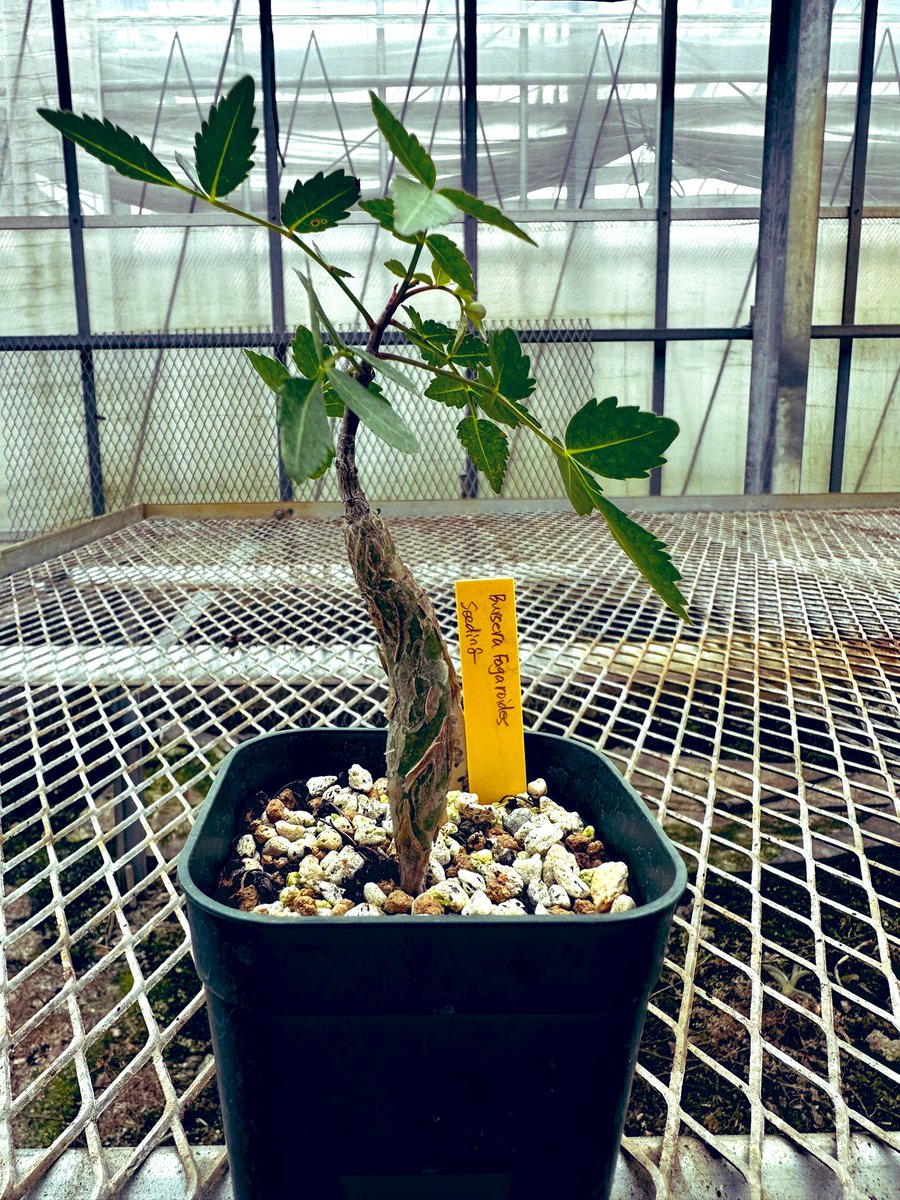 khrsri8960's tweet photo. 実生ブルセラファガロイデス
2年目で小指くらいの太さ🌱
ぺりぺり具合🙆🏽‍♂️葉っぱがいい香り https://t.co/K02mgqNLp2