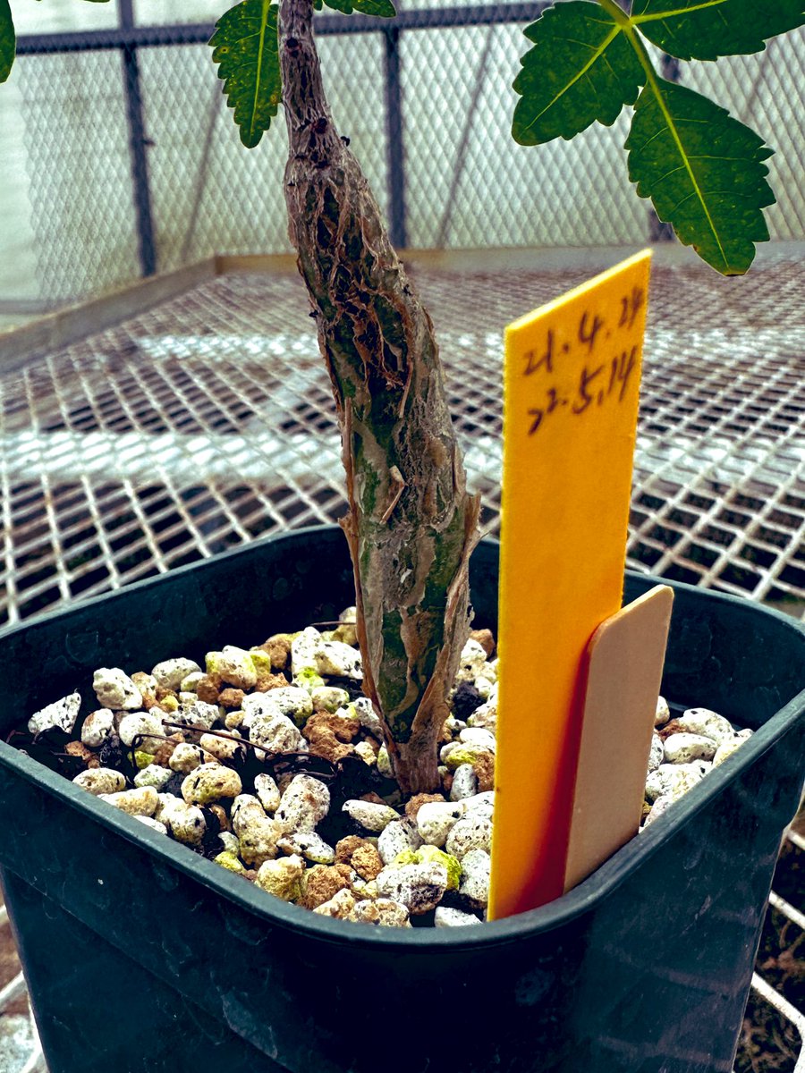 khrsri8960's tweet photo. 実生ブルセラファガロイデス
2年目で小指くらいの太さ🌱
ぺりぺり具合🙆🏽‍♂️葉っぱがいい香り https://t.co/K02mgqNLp2